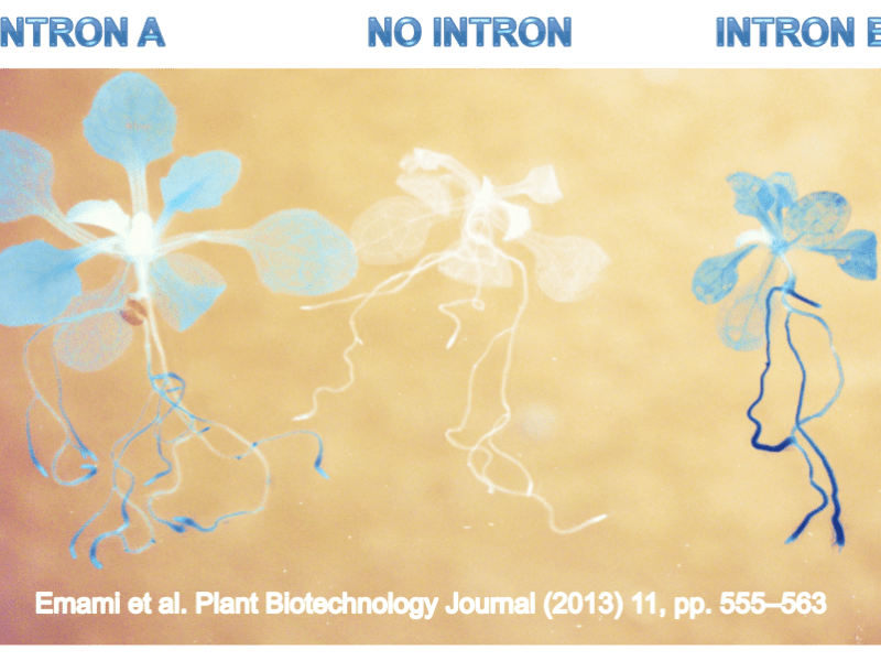 Introns are not “junk&nbsp;DNA”