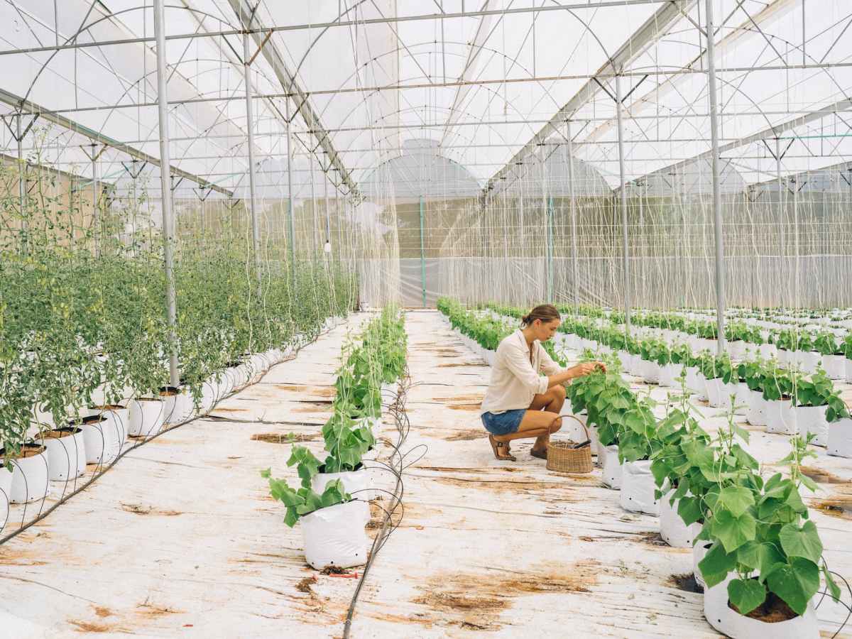 Here’s what the National Academy of Sciences has to say about&nbsp;GMOS