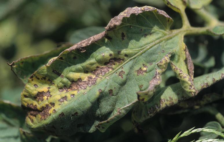 Bacteria Trick Plant Cells into Digesting Themselves - Here’s How