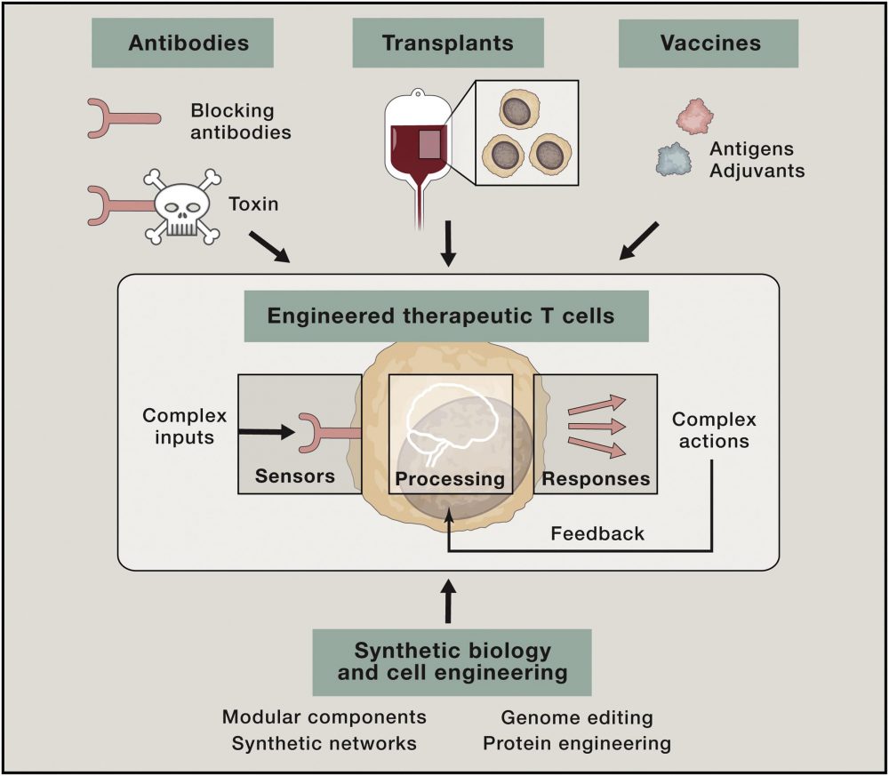 Synthetic biologist Wendell Lim talks about using living cells to raise the bar on cancer therapy
