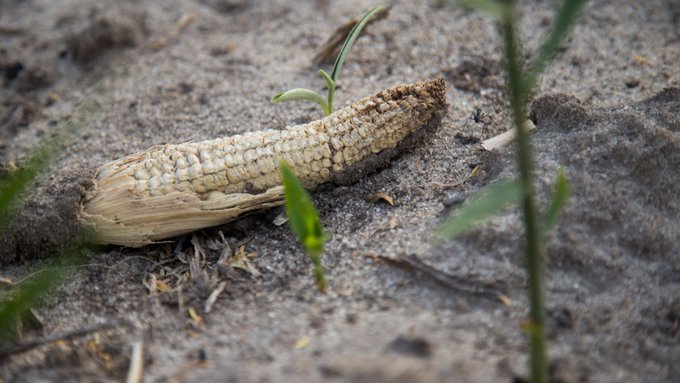 Five ways CRISPR plants can combat climate change