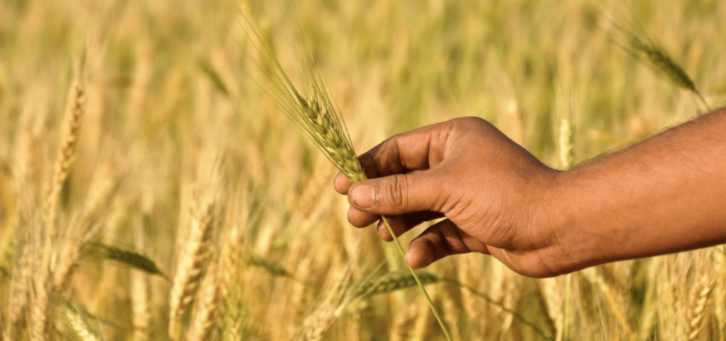 CRISPR: Overcoming its obstacles in plant research