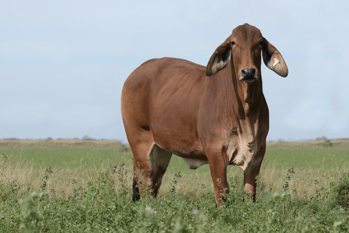 Gene-edited cows just secured record-fast FDA approval — here’s why